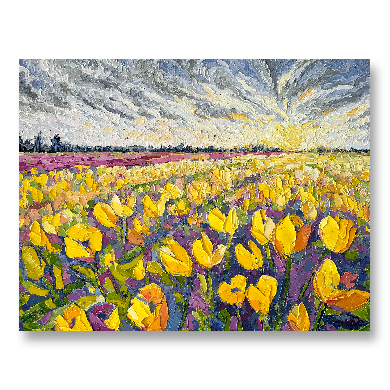 Tulips of Hillegom | 22 x 28"