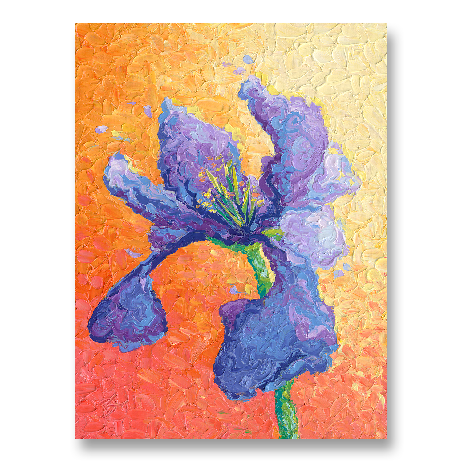 Iris Glow | Canvas Print